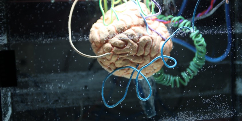 Wissenstransfer: dargestellt als Gehirn mit bunten Schläuchen
