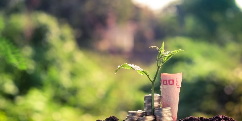 Ecopreneurship: dargestellt mit einem jungen Pflänzchen, einem Münz-Stapel und einem Geldschein vor grünem Hintergrund