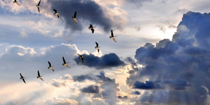 Group of Canadian geese flying in V-formation over sunburst