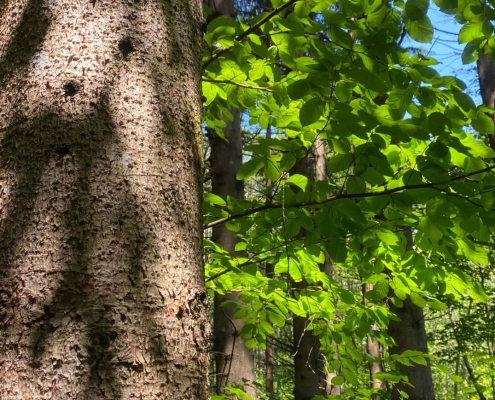 Nahaufnahme eines Baums im Wald