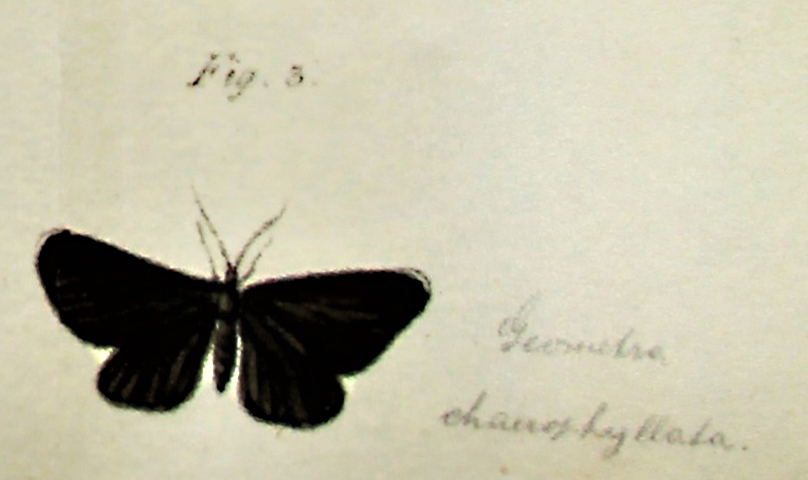 Abb. Ausschnitt Buchseite mit schwarzem Schmetterling