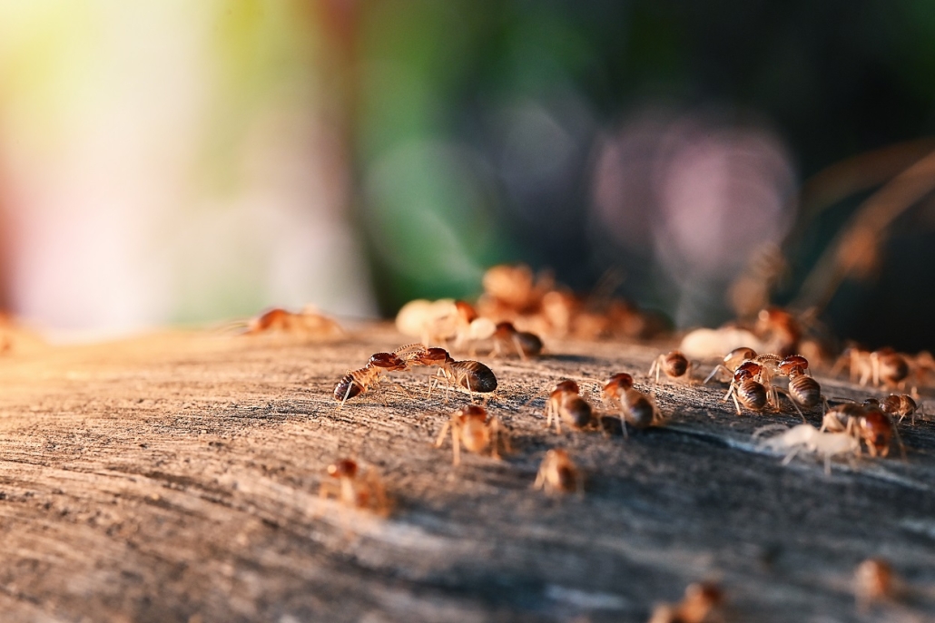 Ameisenschwarm | Foto: jes2uphoto/Adobestock