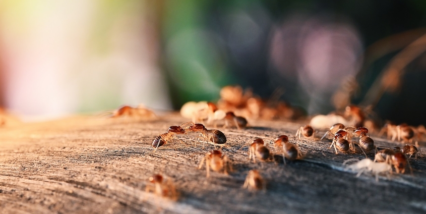 Ameisenschwarm | Foto: jes2uphoto/Adobestock